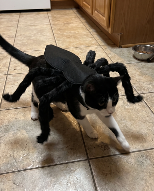 Cat Crawler — Giant Spider Cat Costume