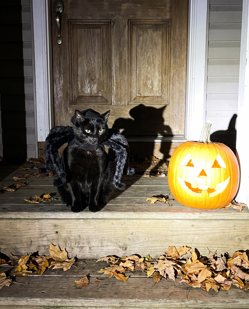 Cat Crawler — Giant Spider Cat Costume