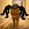 Cat Crawler — Giant Spider Cat Costume